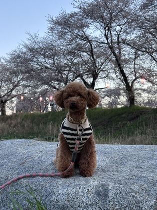 可愛いからこそ整える
犬との本質的な関わり方