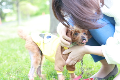 【号外】「ポム」のことが発表されることになりました！